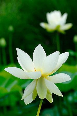 white_lotus_6