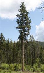 ponderosa-pine-tree2