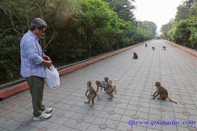 Lumbini (13)