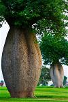nature-toborochi-tree