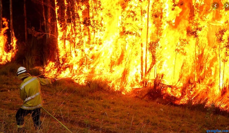 Bush fire in nsw--2019 (9)