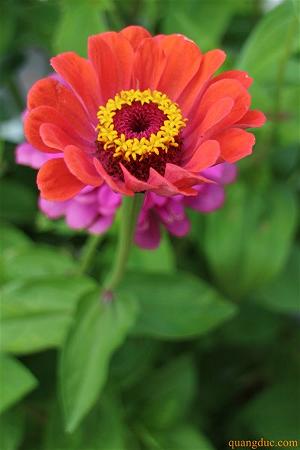 Hoa cuc quang duc (5)