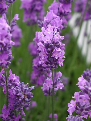 hoa lavender_1