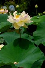 white-lotus-7