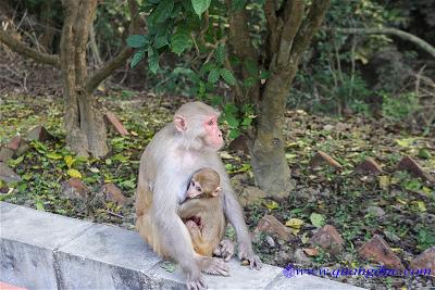 Lumbini (16)