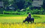 tieng-goi-que-huong