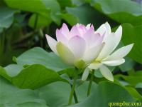 lotus 10
