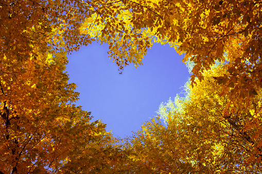 heart and autumn