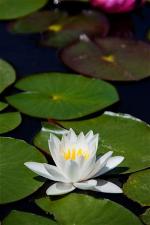 white-lotus-8
