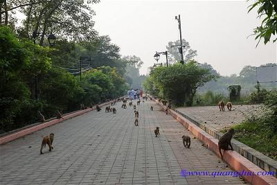 Lumbini (22)