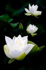 white-lotus-3