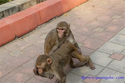 Lumbini (18)