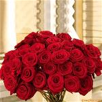 red-rose-55