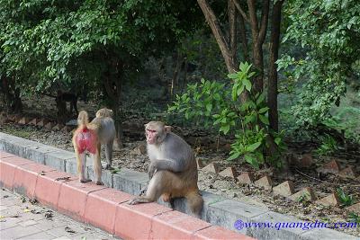 Lumbini (12)