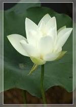 white-lotus-1