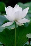 white-lotus-4