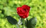 red-rose-46