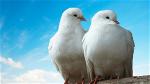 doves