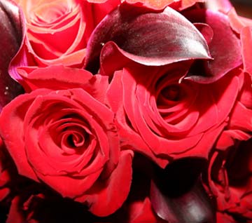 0015_red_roses