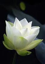 white-lotus-9