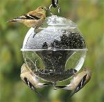 feeding-birds