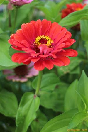 Hoa cuc quang duc (8)