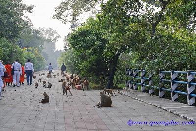 Lumbini (17)